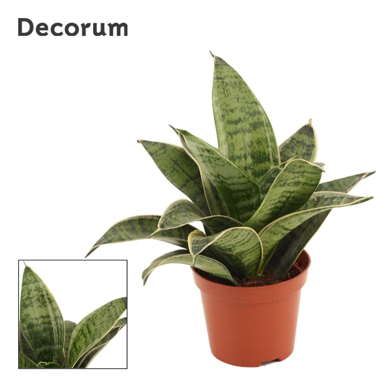 Горшечные цветы и растения оптом Sansevieria Hahnii Silver Hahnii(decorum) от 18шт (для телеги) из Голландии с доставкой по России