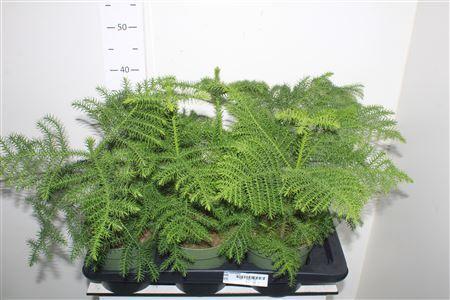 Горшечные цветы и растения оптом Arau Heterophyl от 6шт из Голландии с доставкой по России