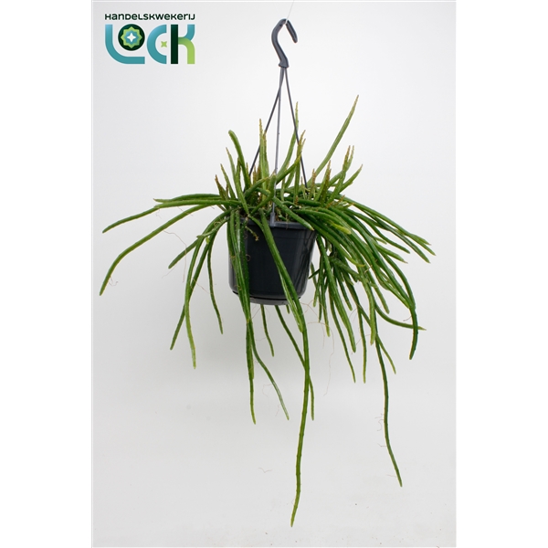 Горшечные цветы и растения оптом Selenisereus Werkleii от 7шт из Голландии с доставкой по России