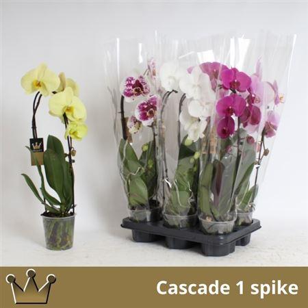 Горшечные цветы и растения оптом Phal El Cascade 1 Branche 9+ от 6шт из Голландии с доставкой по России