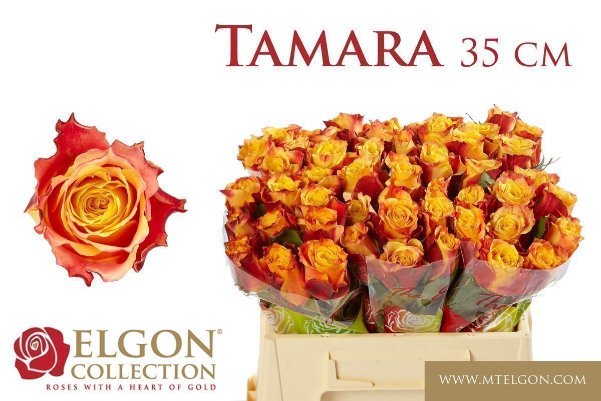 Срезанные цветы оптом Rosa large tamara от 50шт из Голландии с доставкой по России