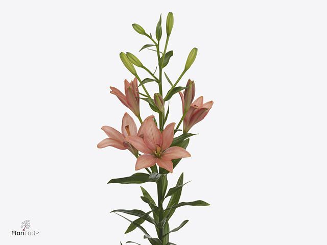 Срезанные цветы оптом Lilium as pink cocotte от 60шт из Голландии с доставкой по России