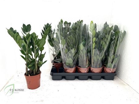 Горшечные цветы и растения оптом Zamio Zamiifolia 4 Branche 45cm от 10шт из Голландии с доставкой по России