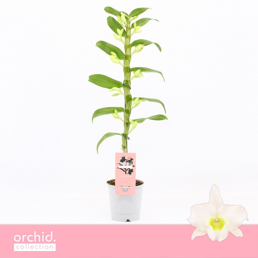 Горшечные цветы и растения оптом Dendr Nob 1st Apollon O4rchid Collection от 10шт из Голландии с доставкой по России