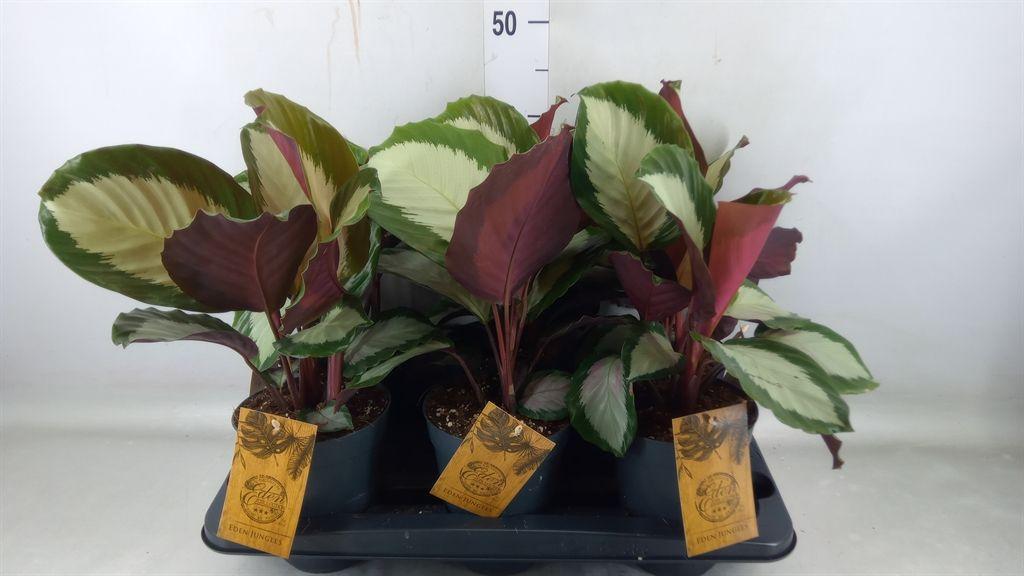 Горшечные цветы и растения оптом Calathea   ... от 6шт из Голландии с доставкой по России