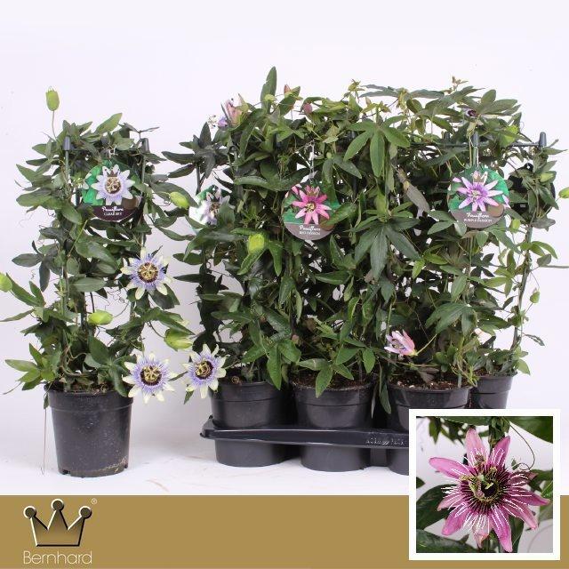 Горшечные цветы и растения оптом Pass Caerulea от 6шт из Голландии с доставкой по России