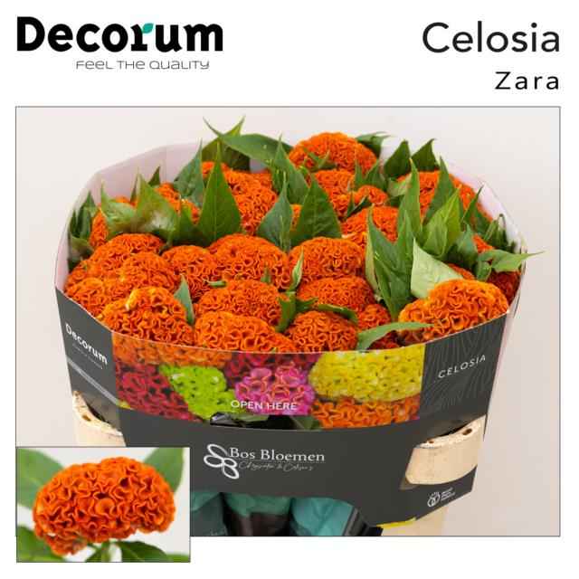 Срезанные цветы оптом Celosia act zara от 40шт из Голландии с доставкой по России
