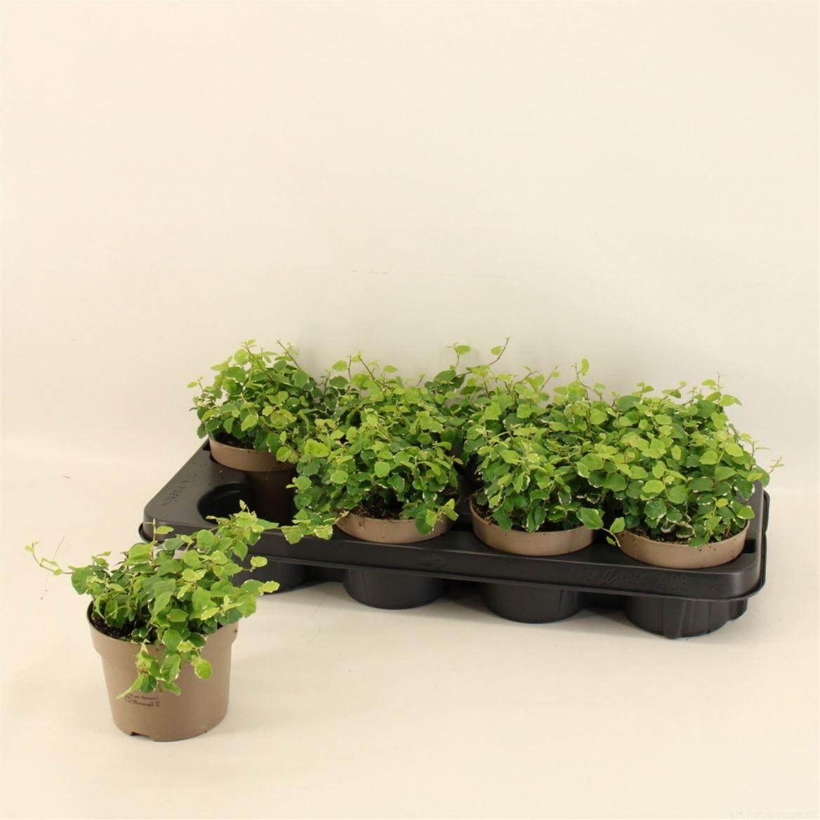 Горшечные цветы и растения оптом Ficus Pumila White Sunny от 6шт из Голландии с доставкой по России