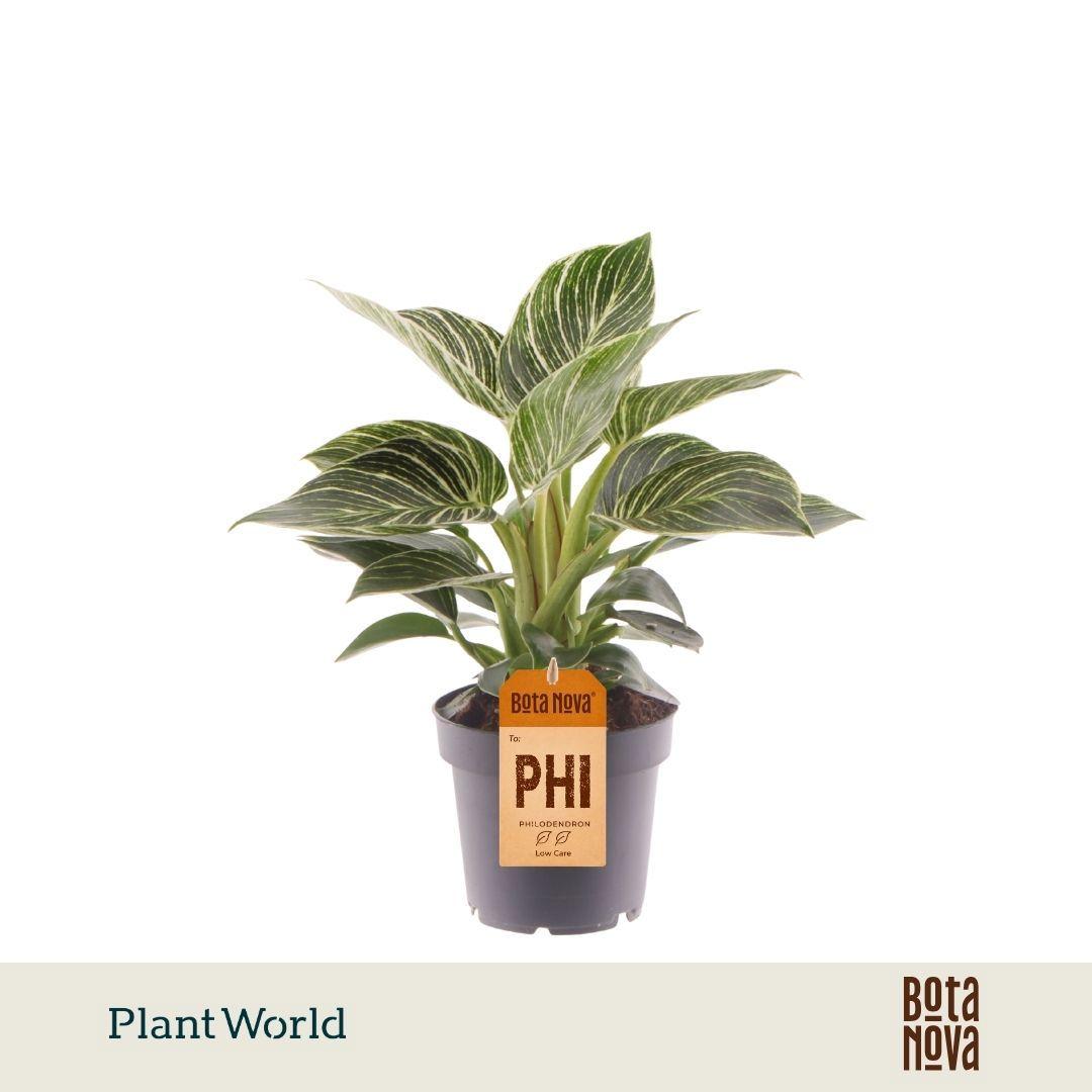Горшечные цветы и растения оптом Philodendron Birkin от 10шт из Голландии с доставкой по России