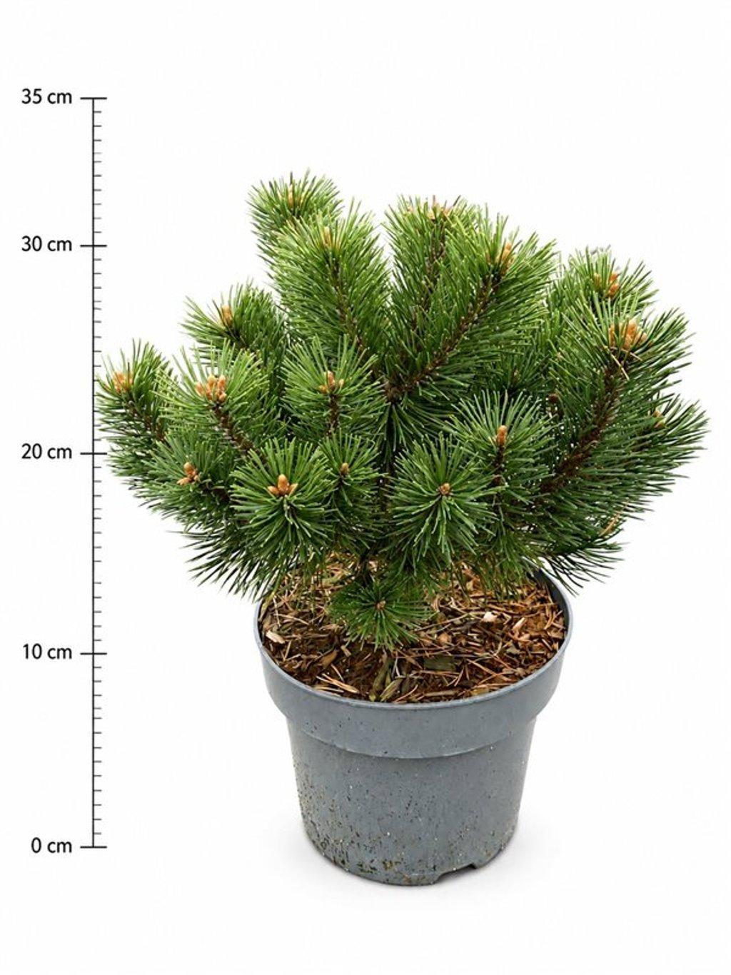 Горшечные цветы и растения оптом Pinus Mugo Mumpitz от 1шт из Голландии с доставкой по России