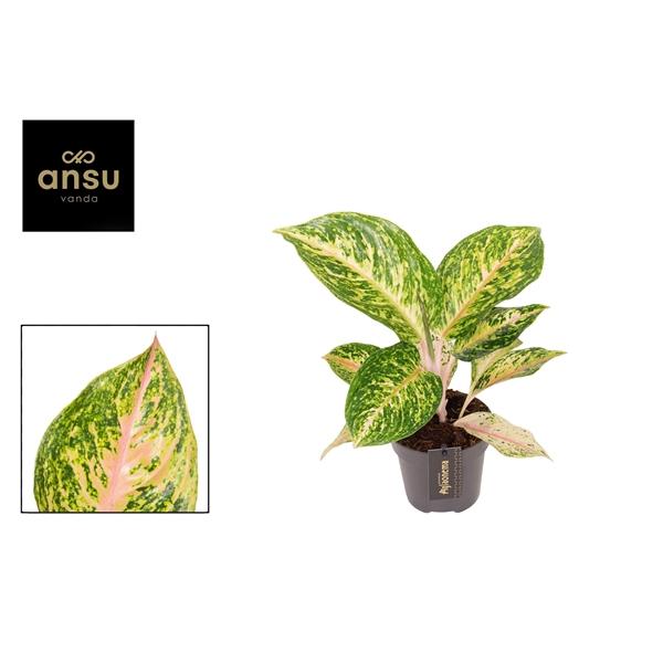 Горшечные цветы и растения оптом Aglaonema Forest Pink от 6шт из Голландии с доставкой по России