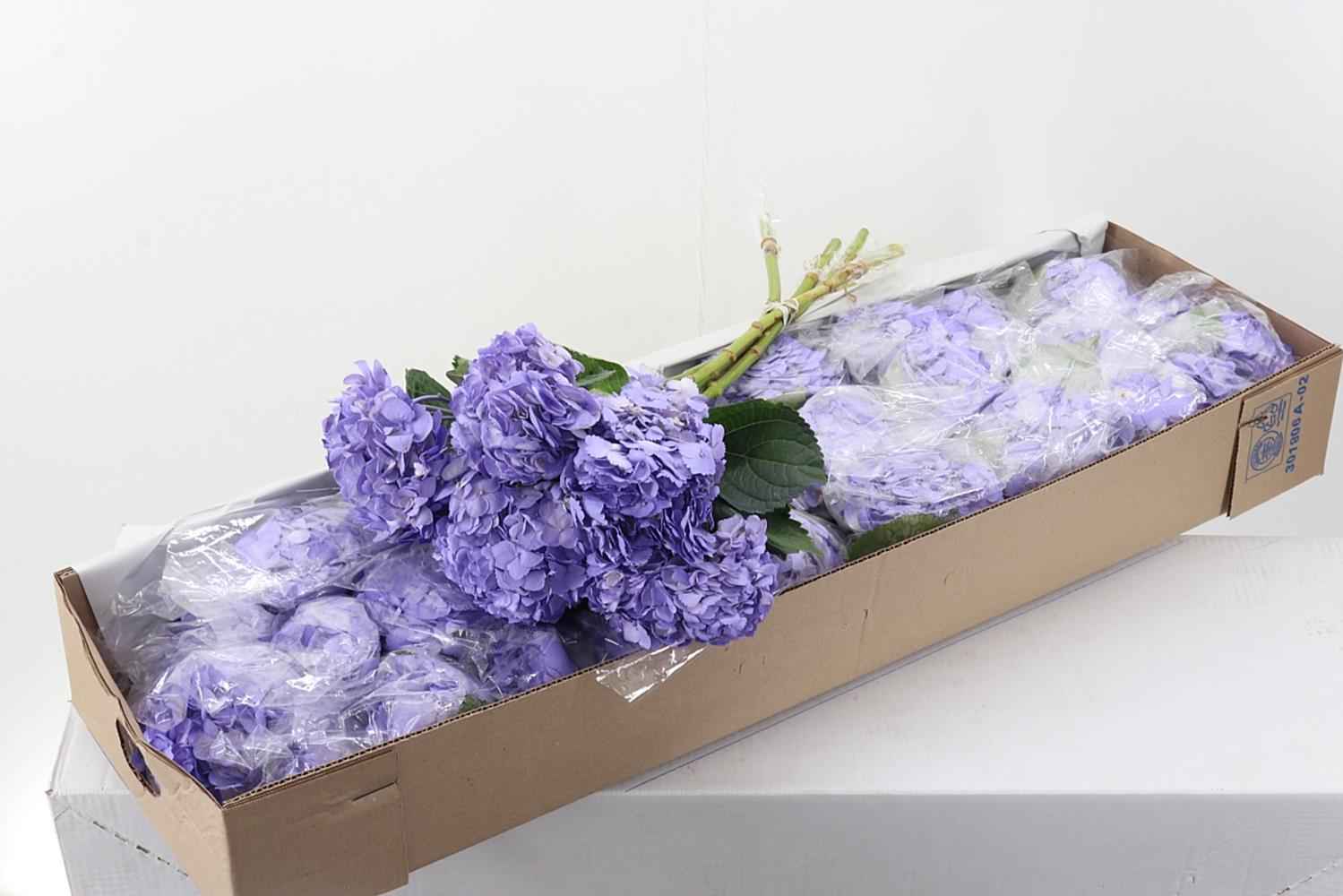 Срезанные цветы оптом Hydrangea lavender от 30шт из Голландии с доставкой по России