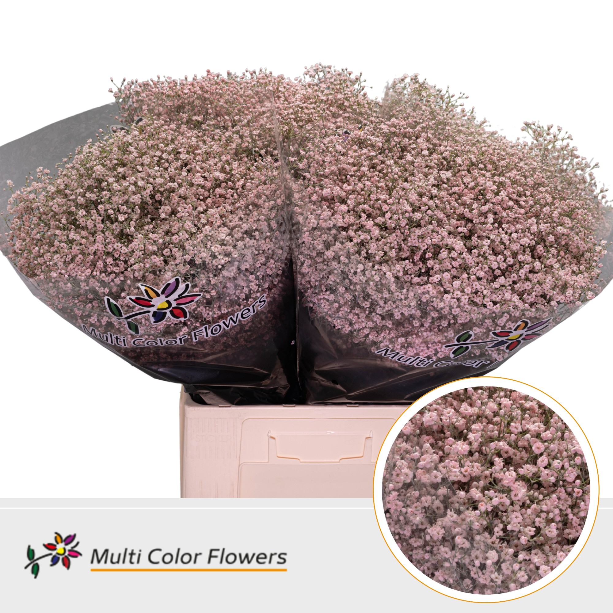 Срезанные цветы оптом Gyps fine paint pink light от 100шт. из Голландии с доставкой по России