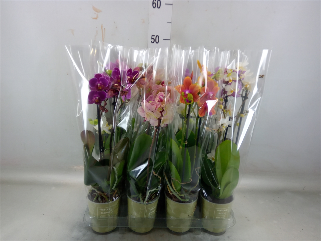 Горшечные цветы и растения оптом Phalaenopsis   ...mix от 12шт (для телеги) из Голландии с доставкой по России