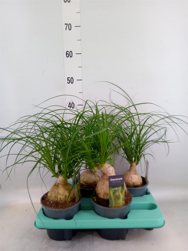 Горшечные цветы и растения оптом Beaucarnea Recht 12 Cm In Carly (ne от 4шт из Голландии с доставкой по России