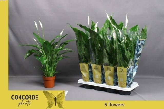 Горшечные цветы и растения оптом Spath Sweet Benito от 8шт из Голландии с доставкой по России