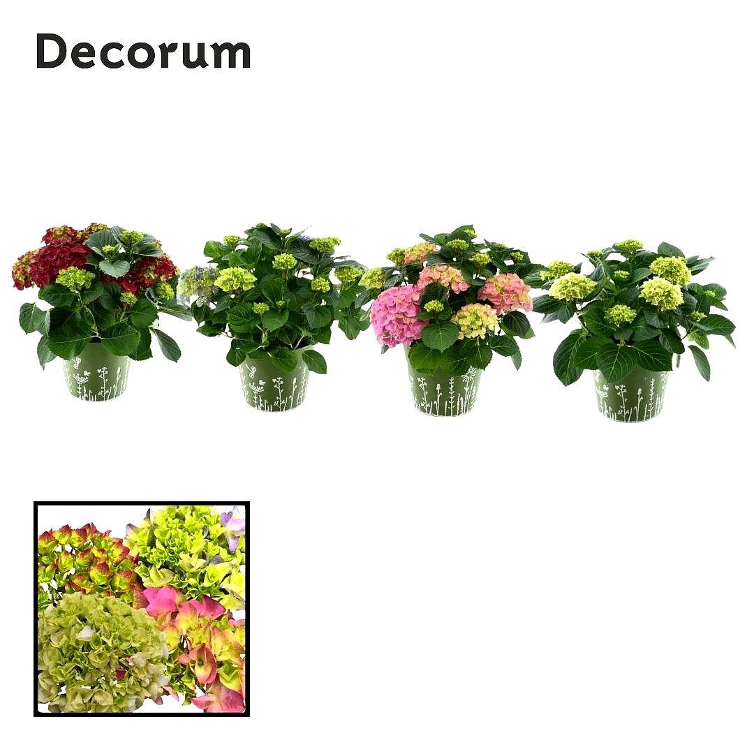 Горшечные цветы и растения оптом Hydrangea Bol Mix от 1шт из Голландии с доставкой по России