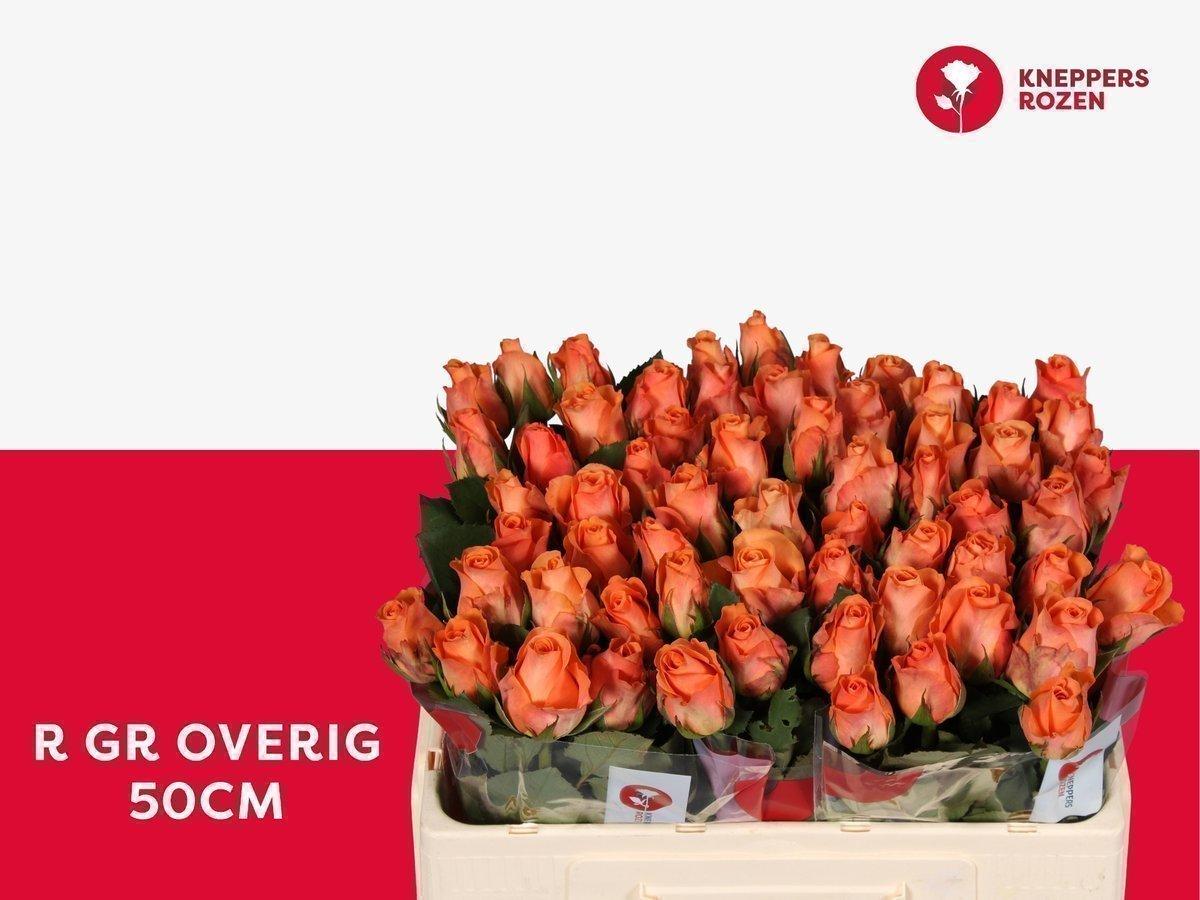 Срезанные цветы оптом Rosa large other (klok 08) от 60шт из Голландии с доставкой по России