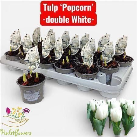 Горшечные цветы и растения оптом Tul Du Popcorn 3pp от 18шт (для телеги) из Голландии с доставкой по России