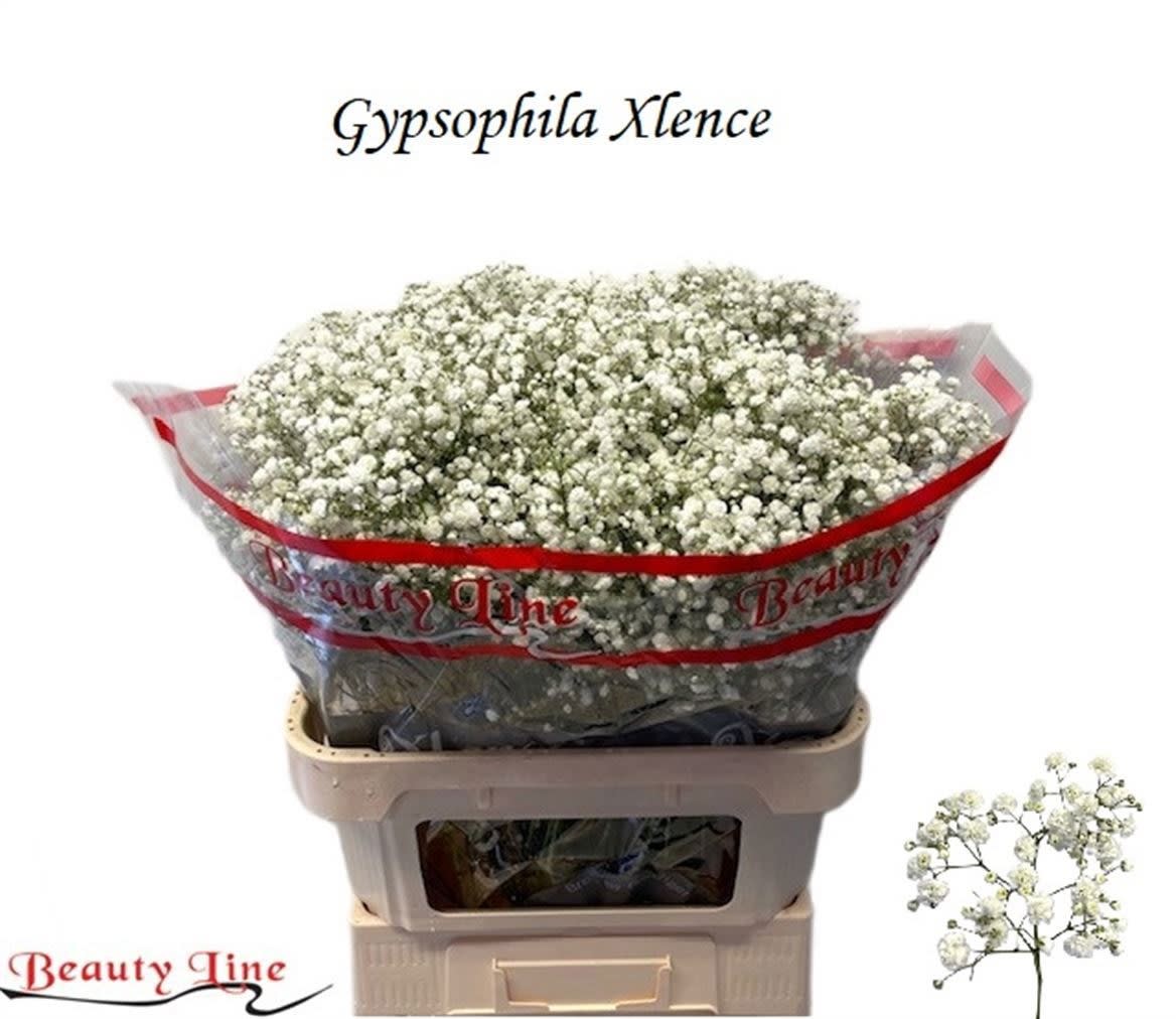 Срезанные цветы оптом Gyps xlence от 50шт. из Голландии с доставкой по России