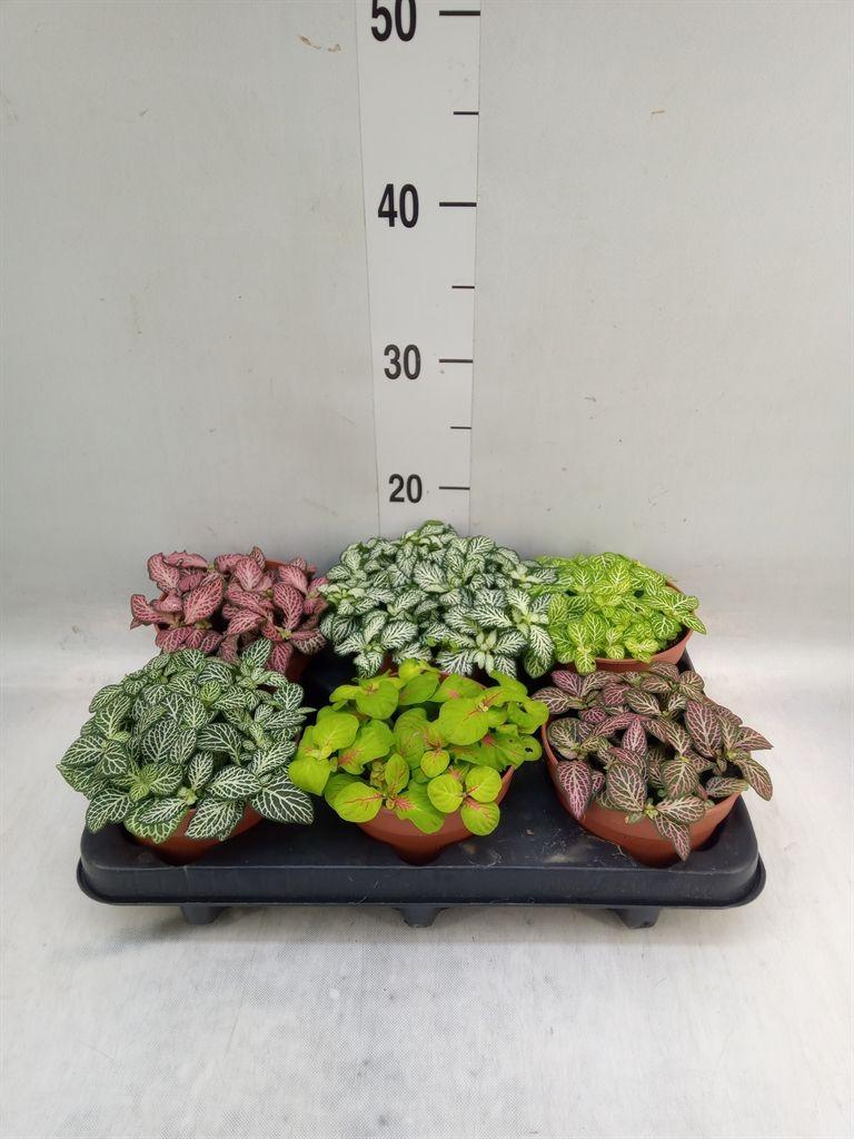 Горшечные цветы и растения оптом Fittonia   ...mix от 6шт из Голландии с доставкой по России