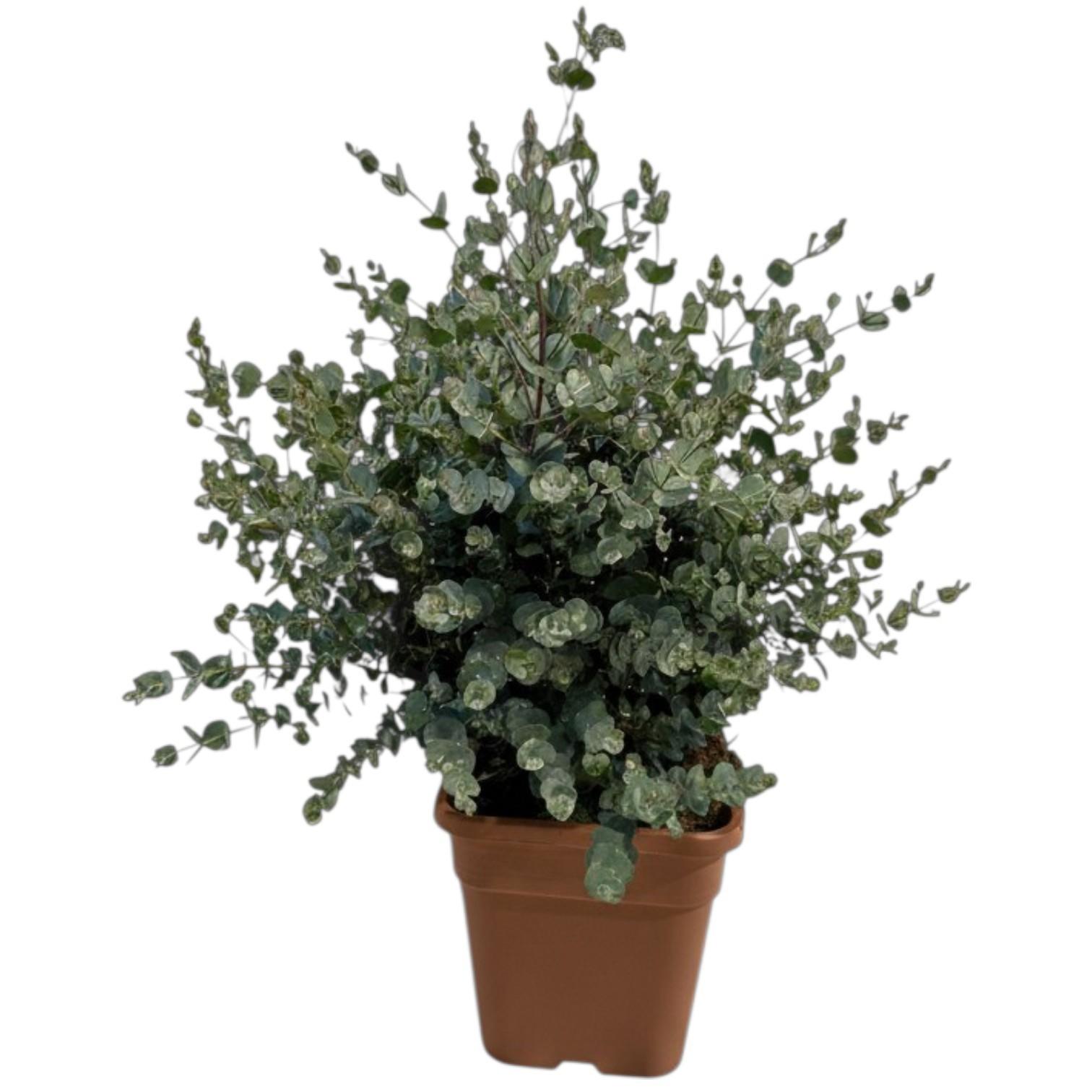 Горшечные цветы и растения оптом Eucalyptus Gunnii Struik - Vierkante Pot от 1шт из Голландии с доставкой по России