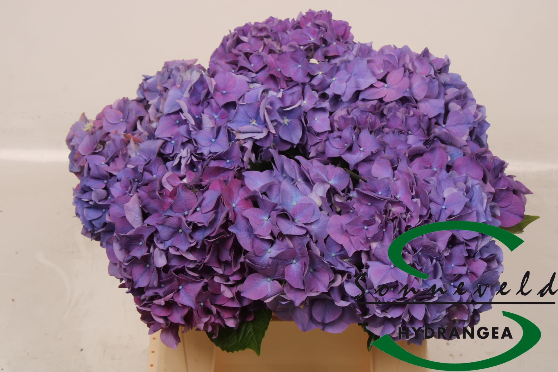 Срезанные цветы оптом Hydrangea rodeo purple от 10шт из Голландии с доставкой по России