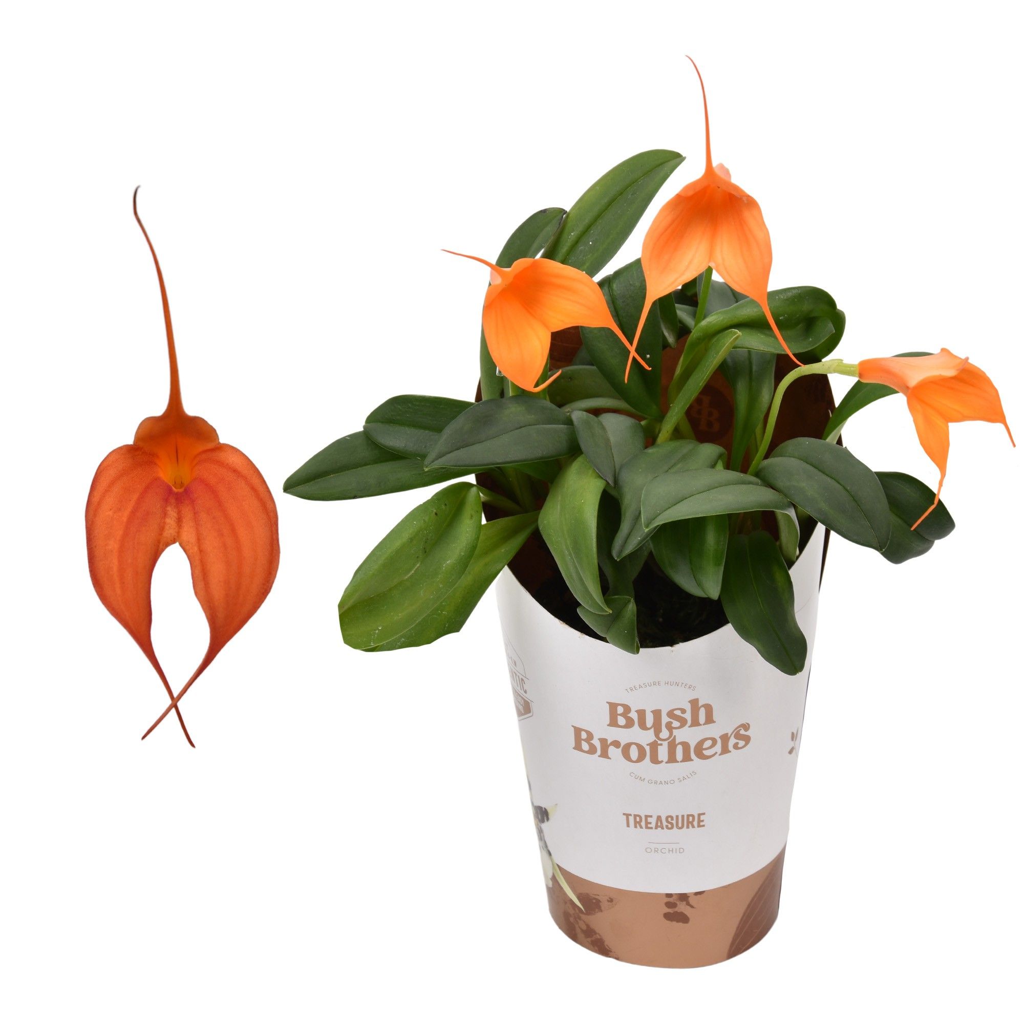 Горшечные цветы и растения оптом Masdevallia Orange от 12шт (для телеги) из Голландии с доставкой по России