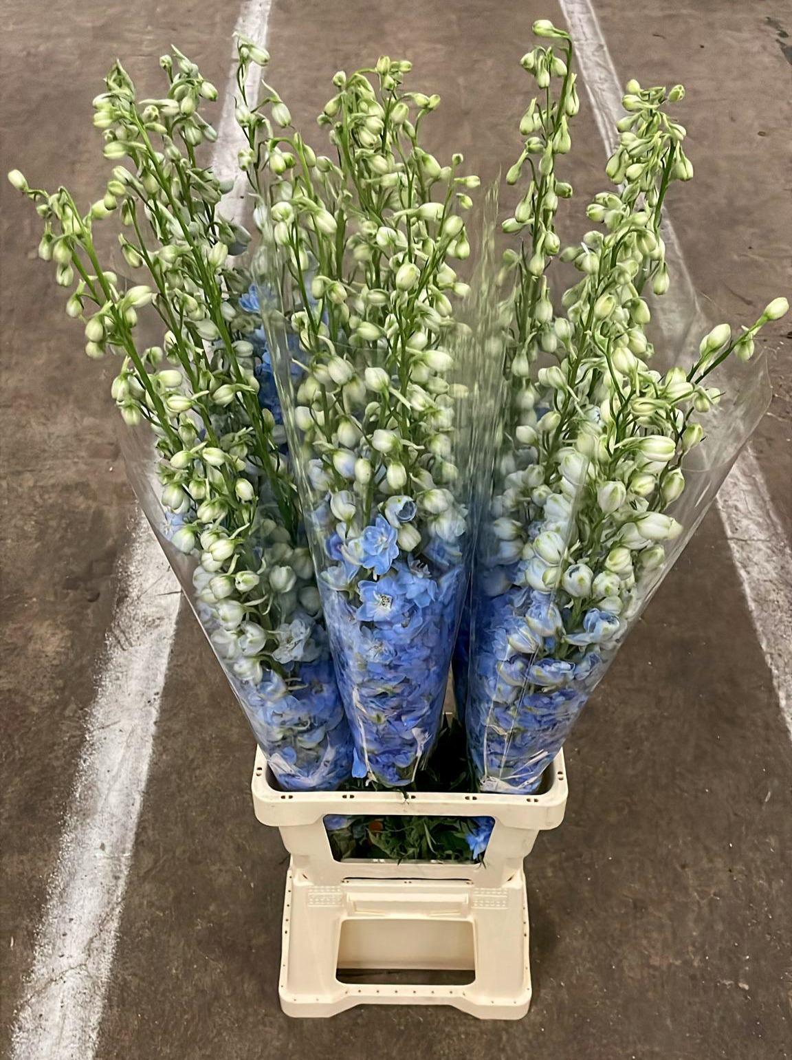 Срезанные цветы оптом Delphinium el dewi boy от 25шт из Голландии с доставкой по России