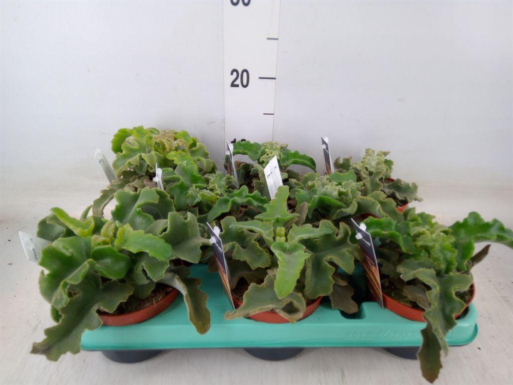 Горшечные цветы и растения оптом Kalanchoe Nf   ... от 8шт из Голландии с доставкой по России