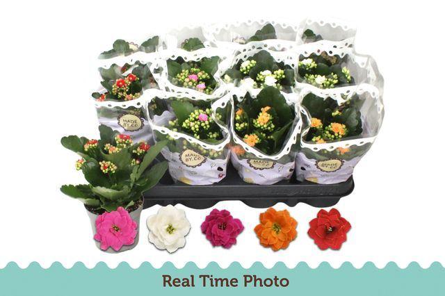 Горшечные цветы и растения оптом Kalanchoe Blos.   ..rosebud Mix  5 от 12шт (для телеги) из Голландии с доставкой по России