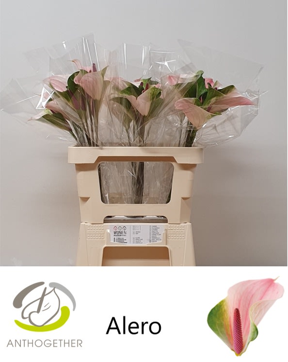 Срезанные цветы оптом Anthurium alero от 30шт из Голландии с доставкой по России