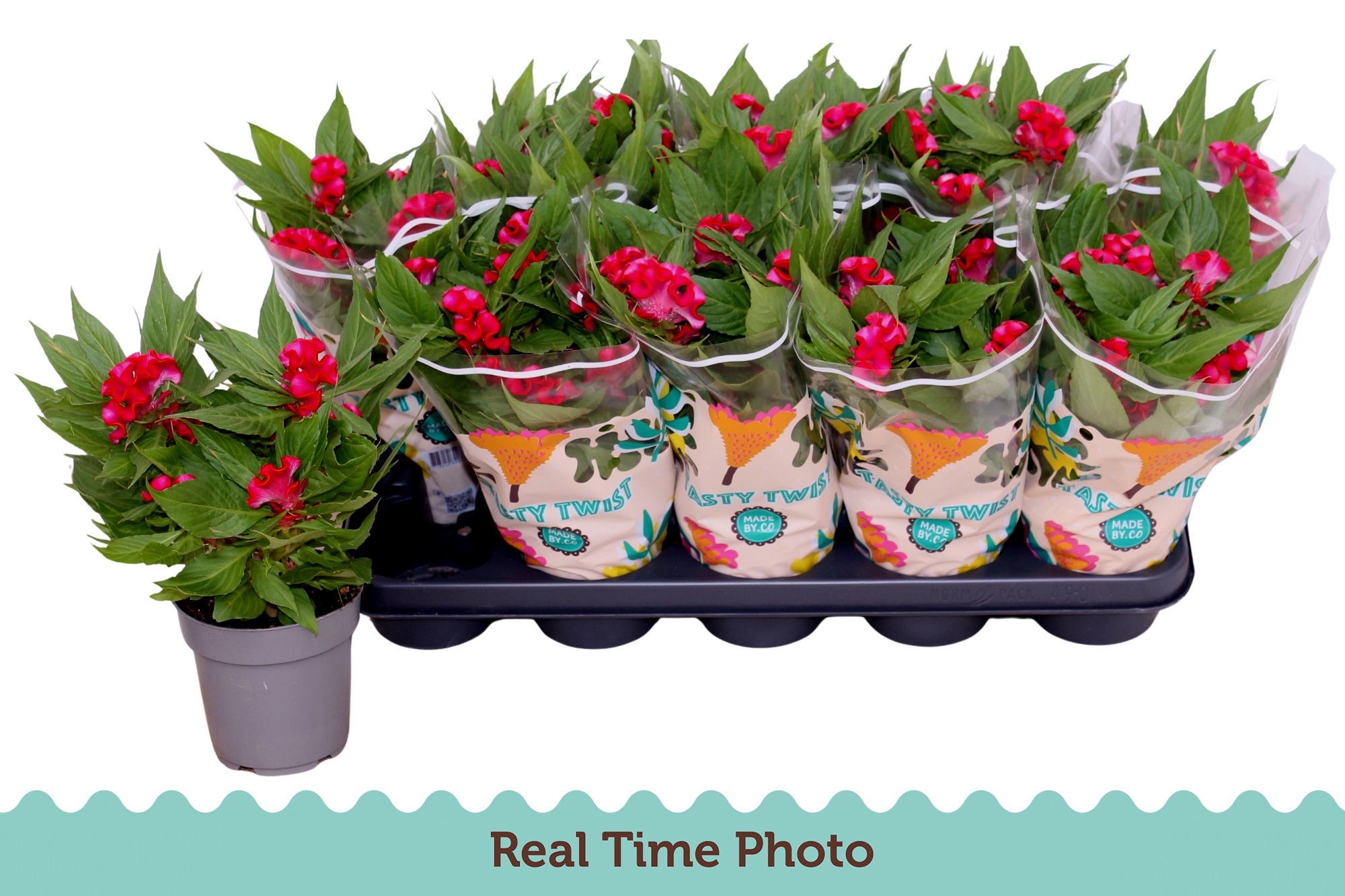 Горшечные цветы и растения оптом Cel Cr Twist Pink от 10шт из Голландии с доставкой по России