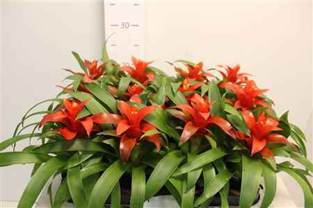 Горшечные цветы и растения оптом Guzmania Tempo от 12шт из Голландии с доставкой по России