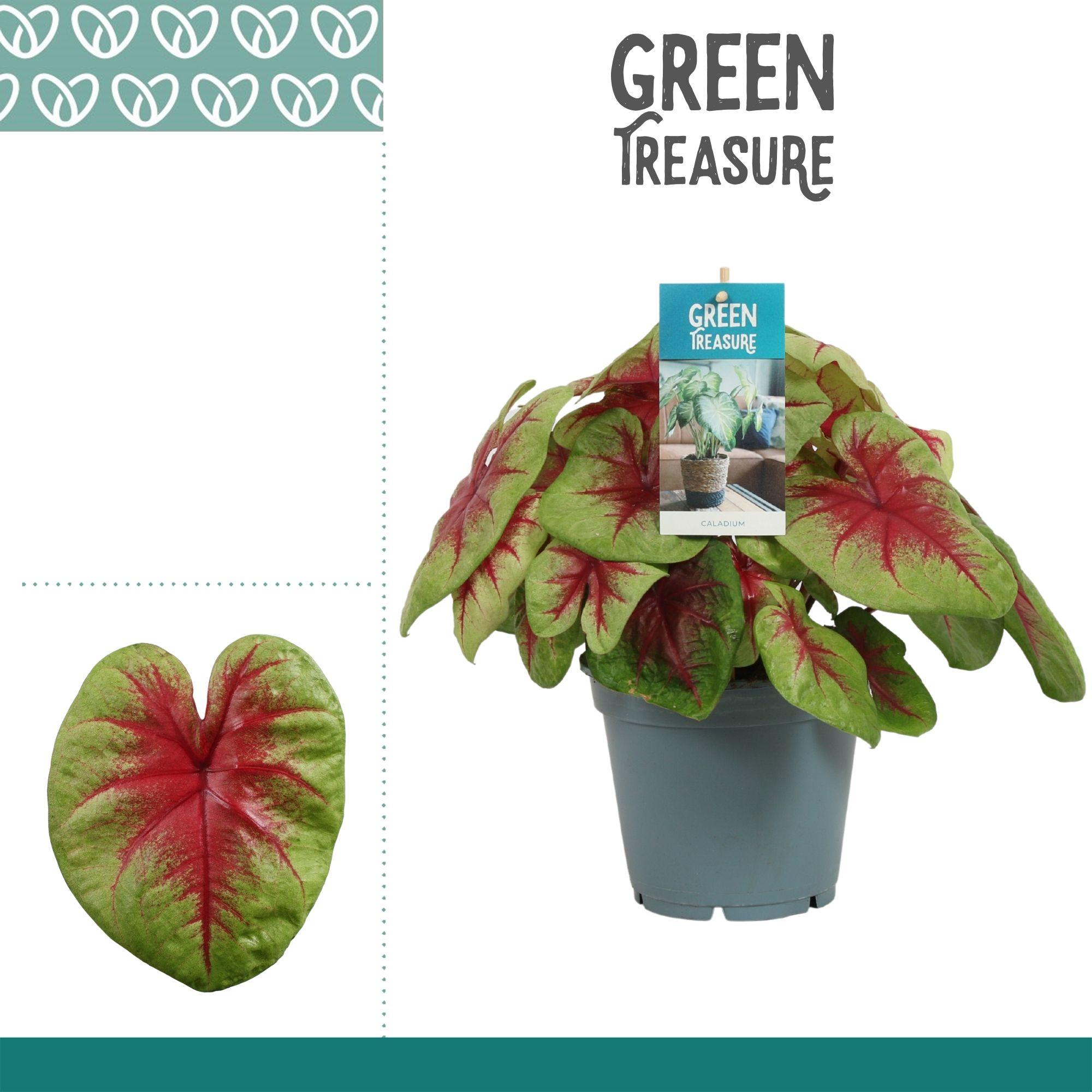 Горшечные цветы и растения оптом Caladium Lemon Blush от 6шт из Голландии с доставкой по России