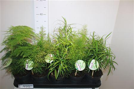 Горшечные цветы и растения оптом Aspar Gem от 10шт из Голландии с доставкой по России