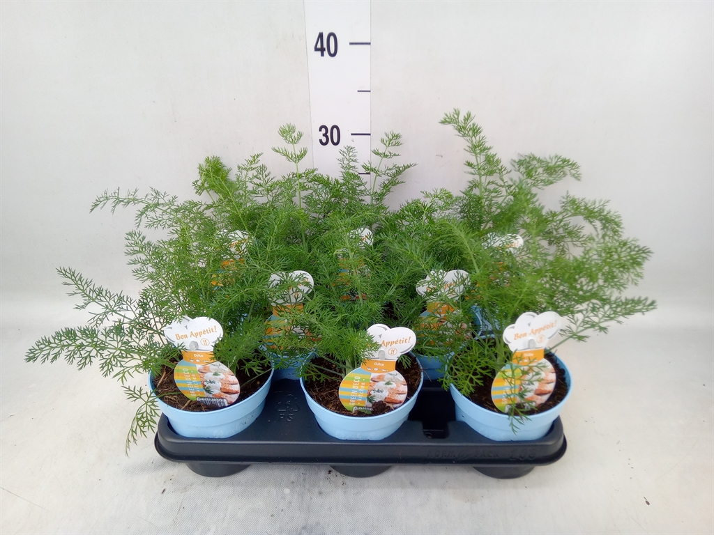 Горшечные цветы и растения оптом Anethum Graveolens от 8шт из Голландии с доставкой по России