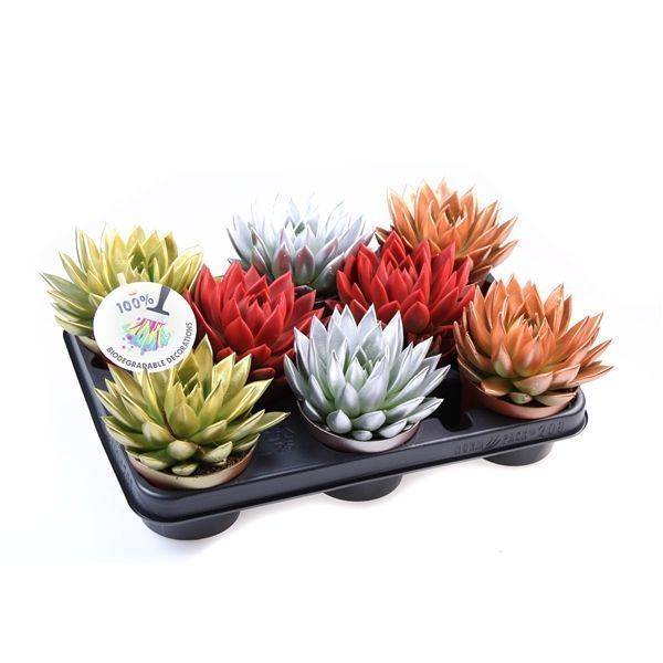 Горшечные цветы и растения оптом Echeveria Rainbow Kerstmix от 8шт из Голландии с доставкой по России