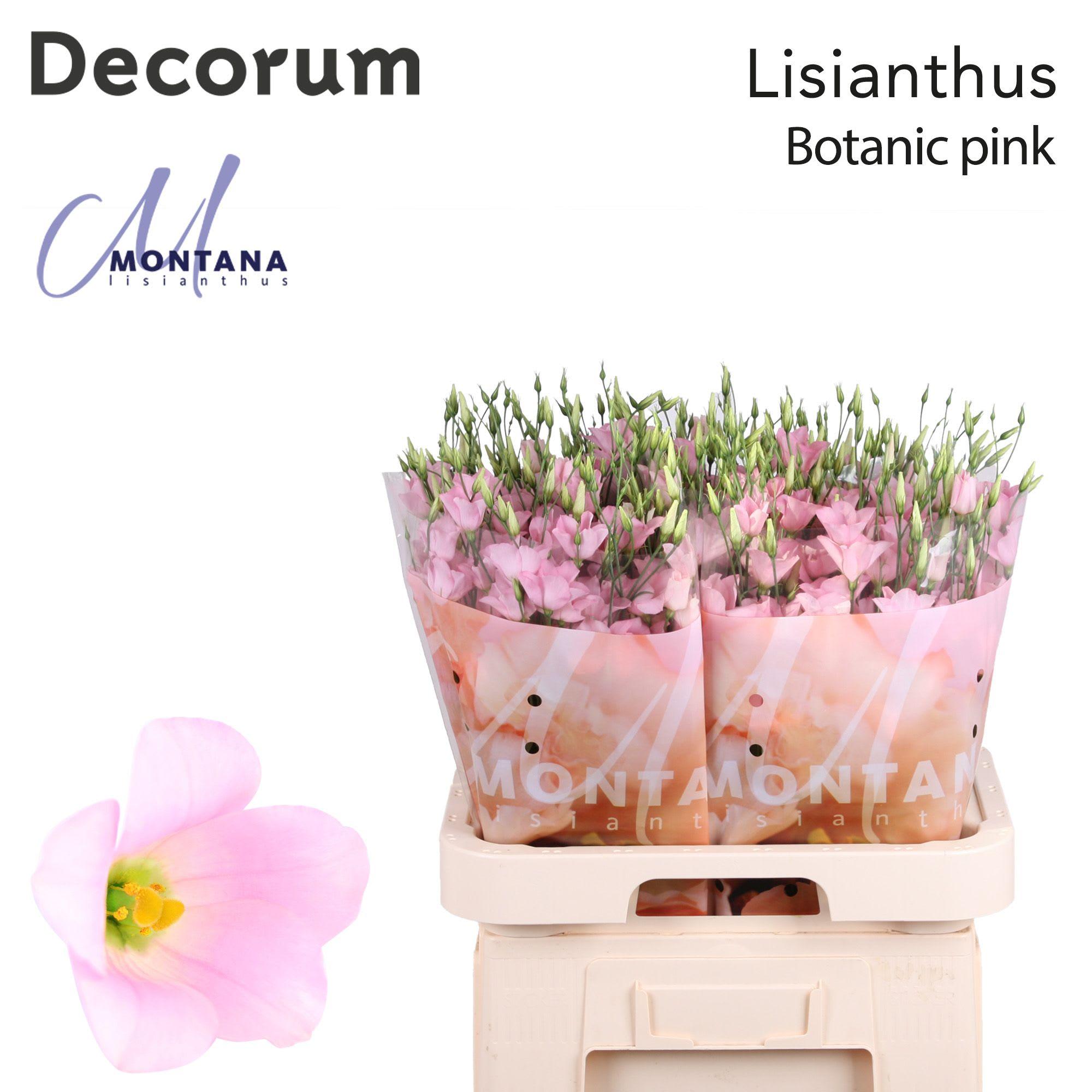 Срезанные цветы оптом Lisianthus si botanic pink от 40шт из Голландии с доставкой по России