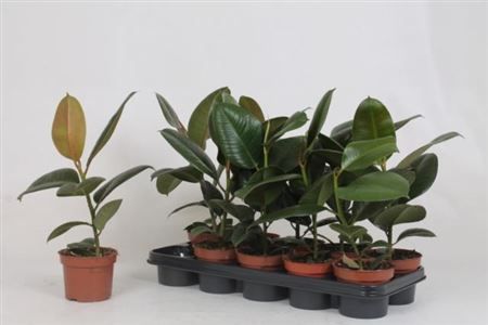 Горшечные цветы и растения оптом Ficus El Robusta от 10шт из Голландии с доставкой по России