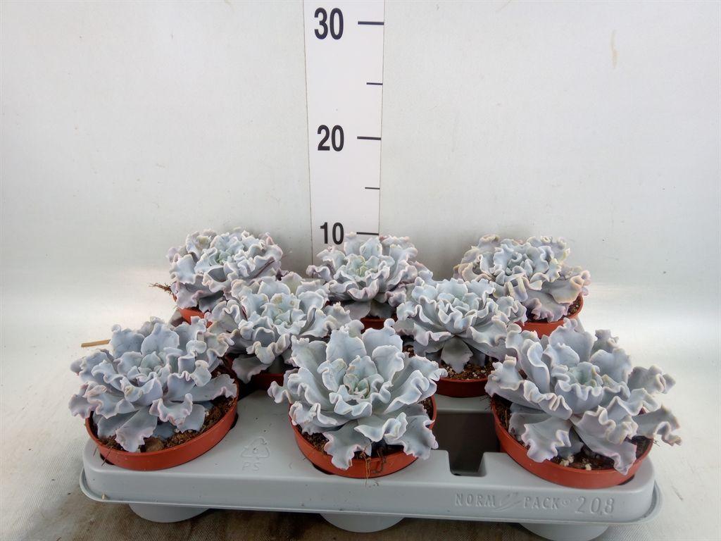 Горшечные цветы и растения оптом Echeveria   ... от 8шт'' из Голландии с доставкой по России
