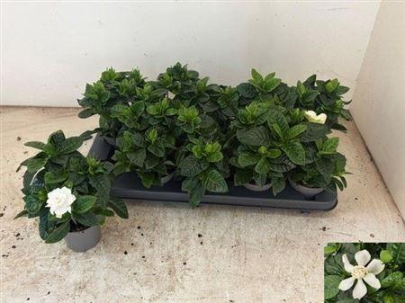 Горшечные цветы и растения оптом Gardenia Jasminoides от 10шт (для телеги) из Голландии с доставкой по России