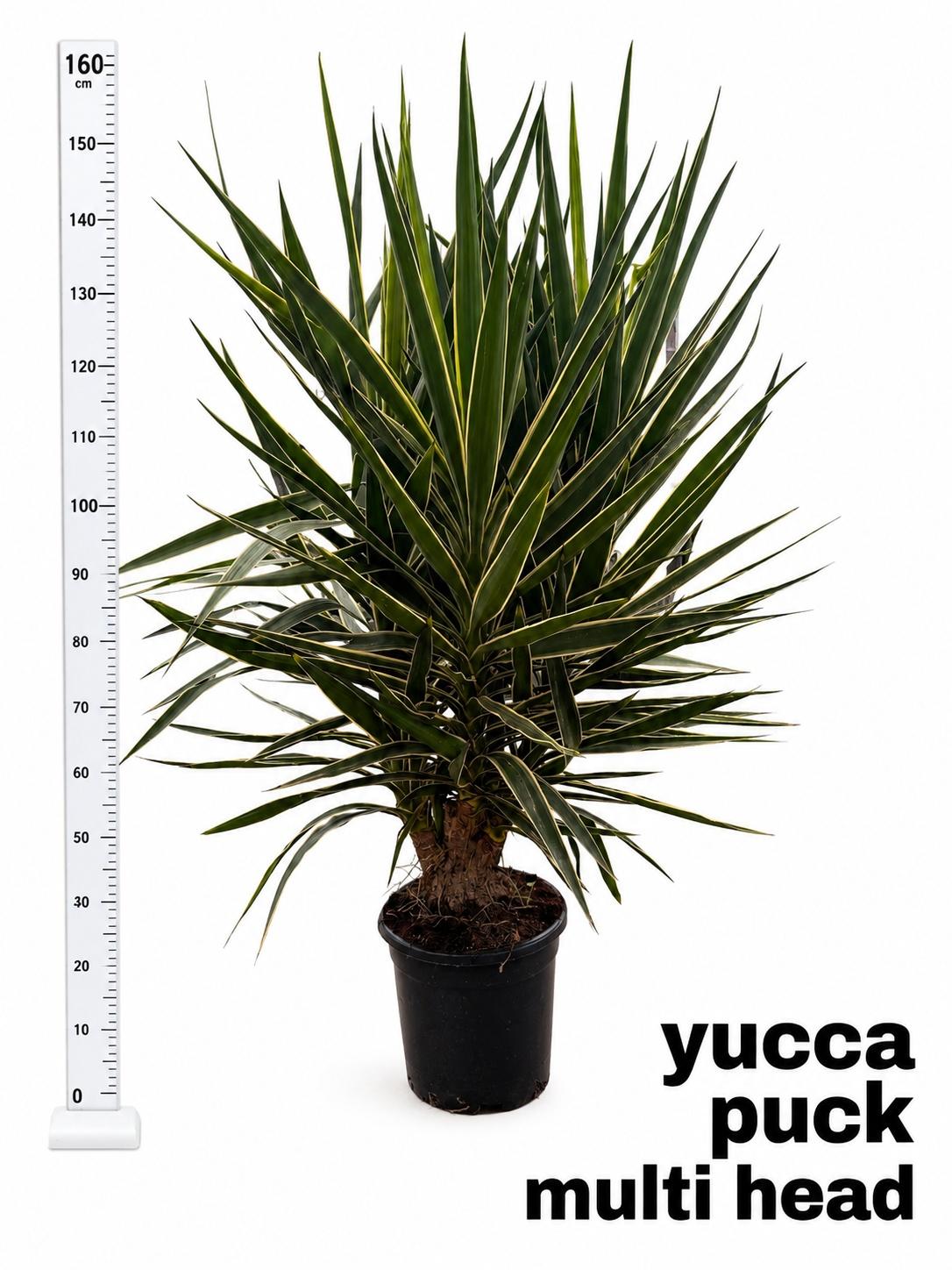 Горшечные цветы и растения оптом Yucca  Puck от 1шт из Голландии с доставкой по России