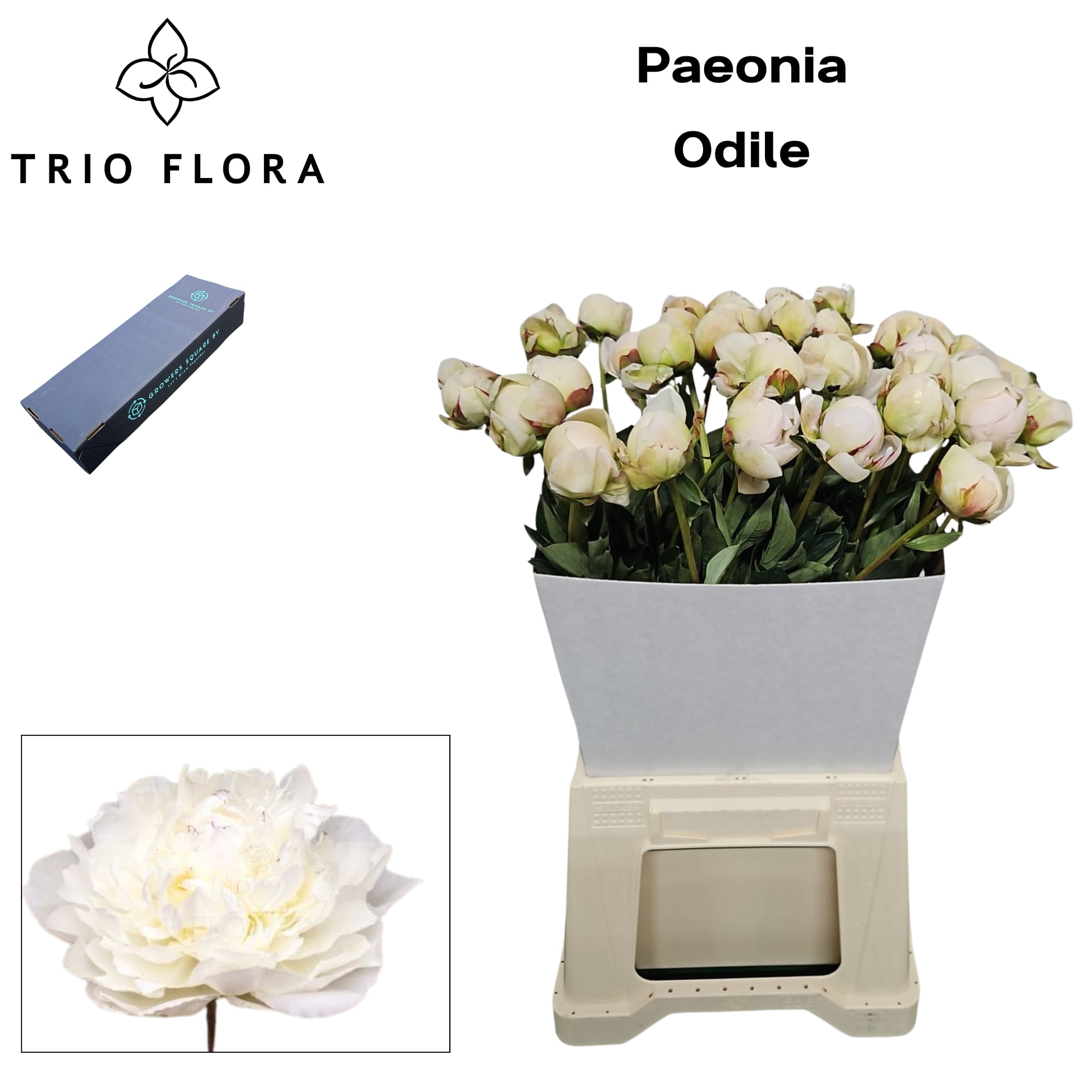 Срезанные цветы оптом Paeonia odile от 120шт из Голландии с доставкой по России