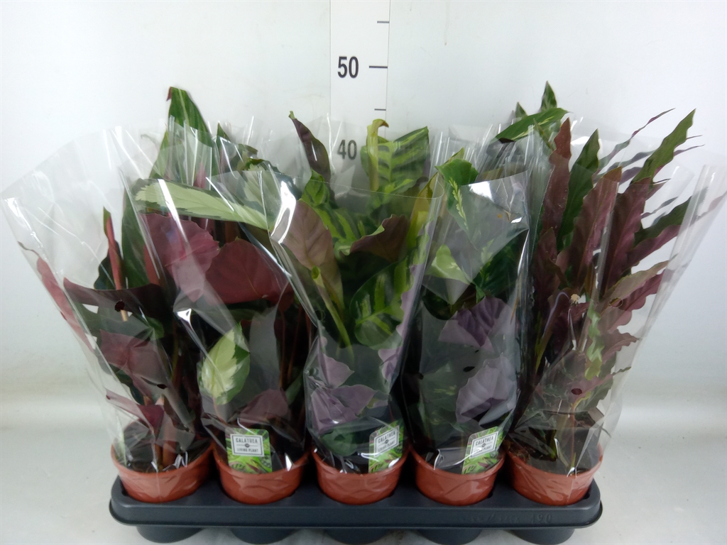 Горшечные цветы и растения оптом Calathea   ...mix 5 от 10шт из Голландии с доставкой по России