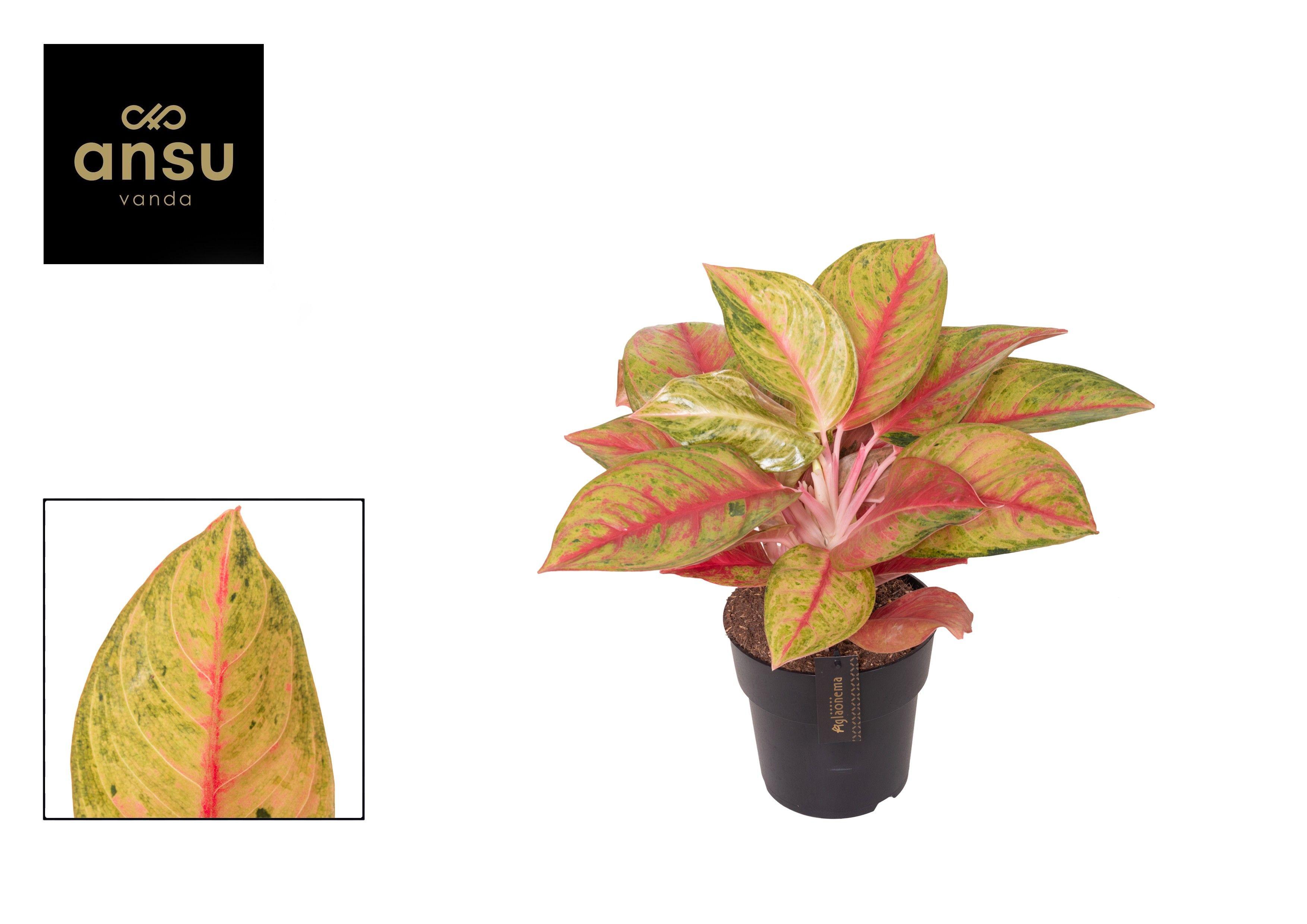 Горшечные цветы и растения оптом Aglaonema Gala Red от 3шт из Голландии с доставкой по России