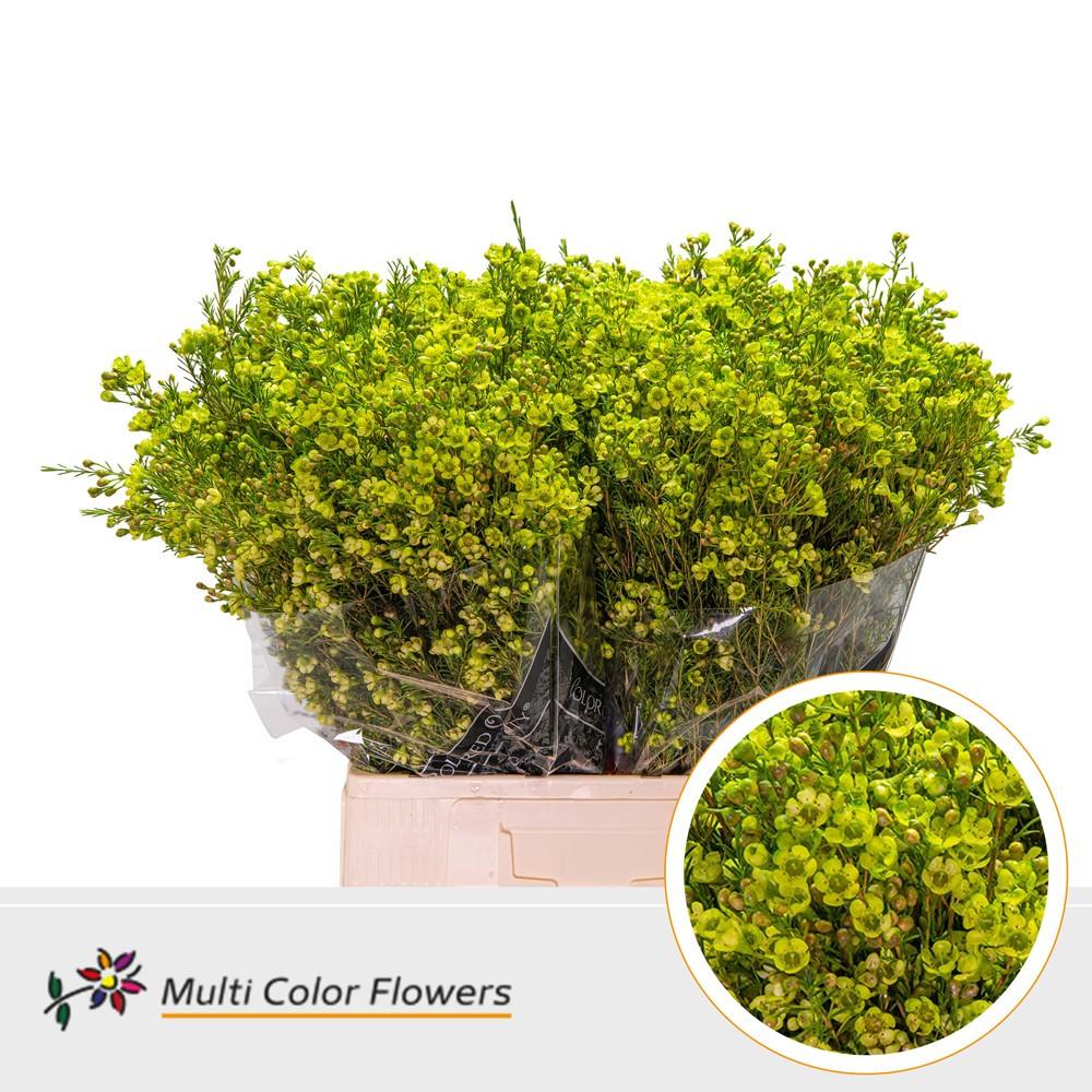 Срезанные цветы оптом Chamelaucium paint applegreen от 100шт из Голландии с доставкой по России