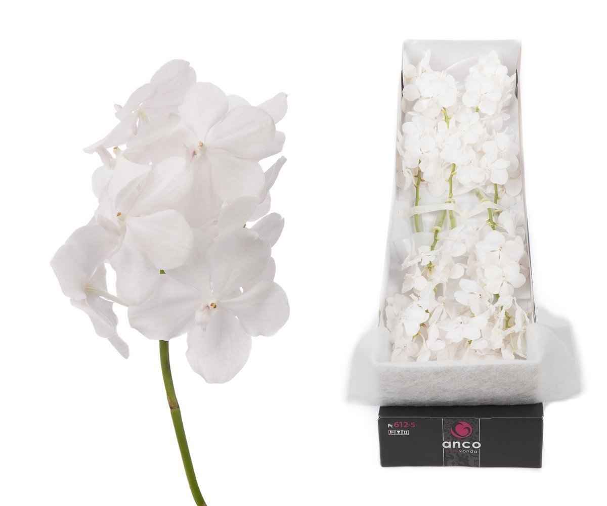 Срезанные цветы оптом Vanda tayanee diamond white per stem от 4шт.. из Голландии с доставкой по России