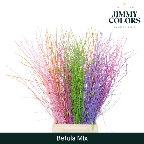 Срезанные цветы оптом Betula paint mix от 20шт из Голландии с доставкой по России