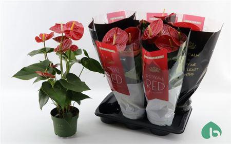 Горшечные цветы и растения оптом Anthu An Oklahoma 5-6+ от 6шт из Голландии с доставкой по России